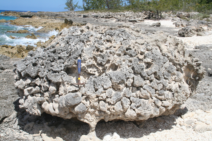 Dating corals