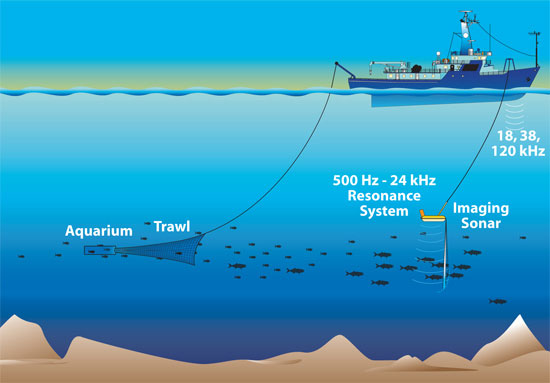 Electro Marine Sciences Division Sounds In The Sea Electro Marine Sciences Division Sounds In The Sea