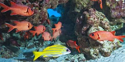 Phoenix Islands Marine Protected Area