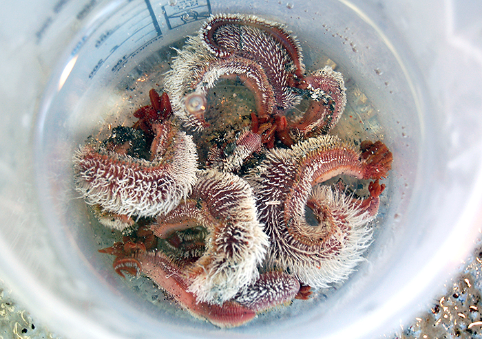 Image Of The Day Some Like It Hot Woods Hole