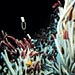 Deep-Sea Diaspora