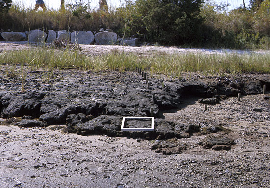 recovery of the marsh grasses