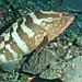 Tracking Fish to Save Them