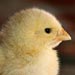 baby chick