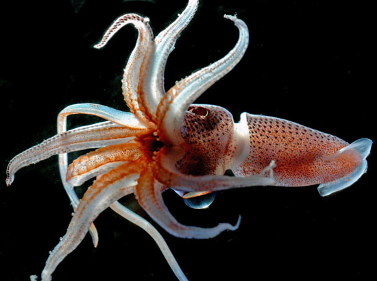 Zooplankton : Oceanus Magazine