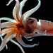 Histioteuthis sp., squid