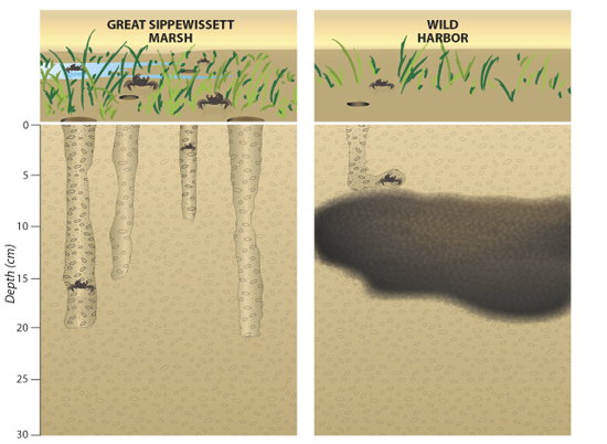 EPC of Hillsborough on X: Fiddler crab burrows are good