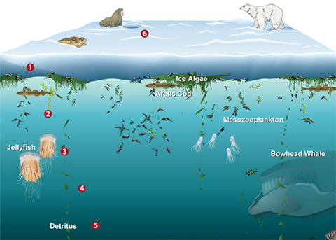 arctic ocean animals and plants