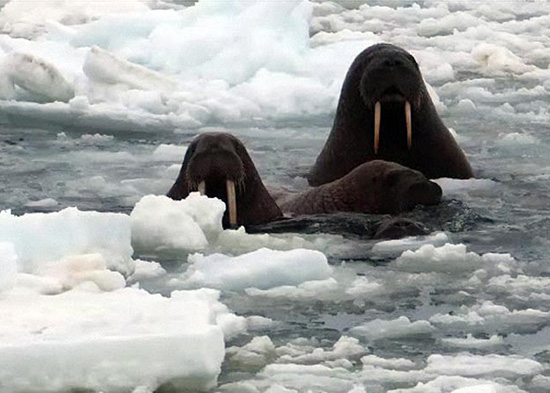 Life in Arctic After Climate Change
