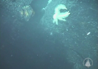 Yeti Crab