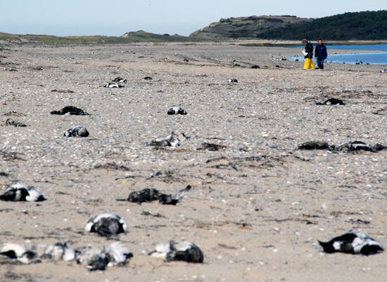 Scientists Investigate Mysterious Duck Offs Oce Magazine Dead Eider Ducks Litter The Beach Into Distance Large Sea Have Suffered Repeated Mortalities On Cape Cod In Last Few Years