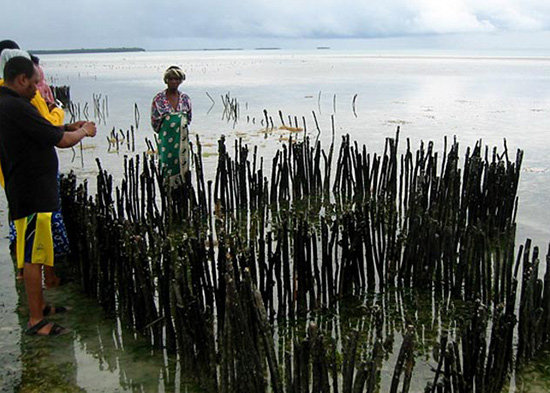 Farming Shellfish in Zanzibar