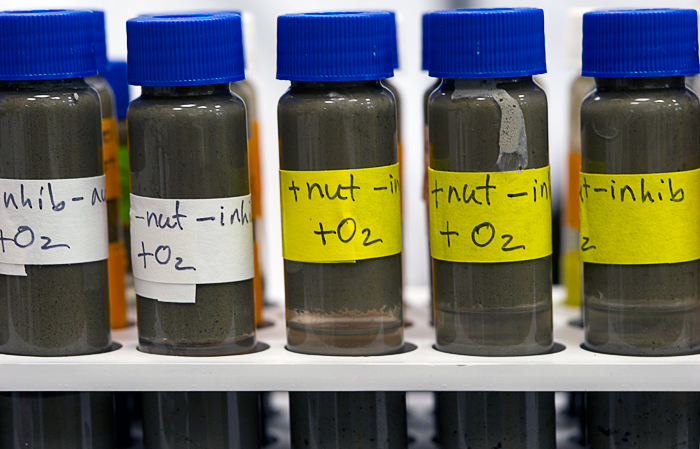 test tubes with sediment and water from near Deepwater Horizon