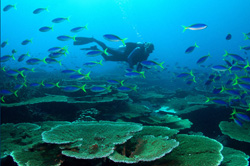 Phoenix Island Initiative