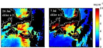 Chlorophyll image