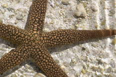 sea star image