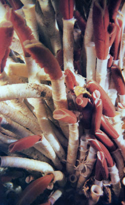 tubeworms