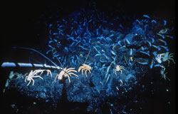 Alvin’s meter-long temperature probe extends toward a community of galatheid crabs