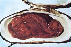 The flesh inside the giant clam