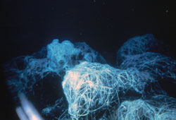 Spaghetti worms
