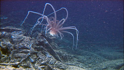 biology