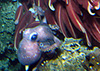 WHOI Ocean Topic: Life at Hydrothermal vents