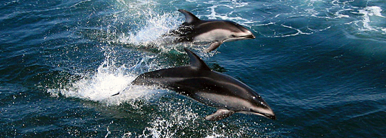 dolphins