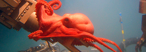 octopuw