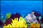 Ocean Life Institute