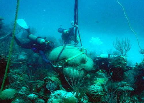 Anne Cohen in Bermuda