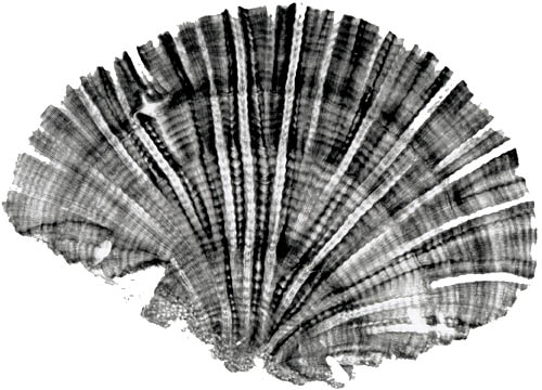 cross section of coral