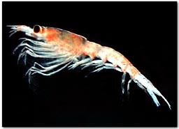 krill