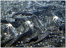 young clams and mussels