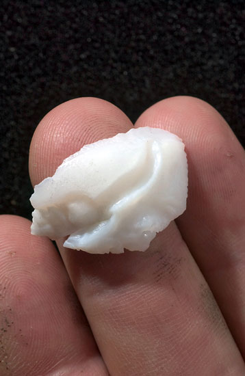 fish otoliths