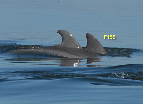 Dolphin F159