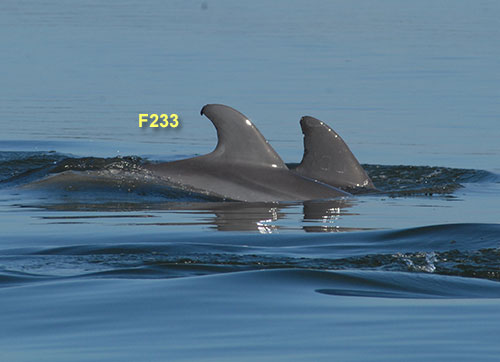 Dolphin F233