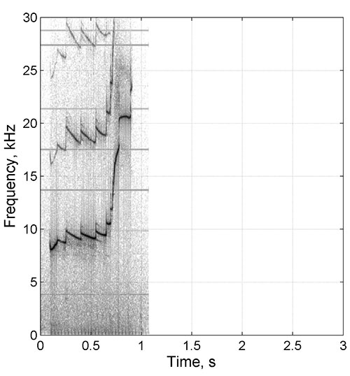 Dolphin F159 Spectrogram