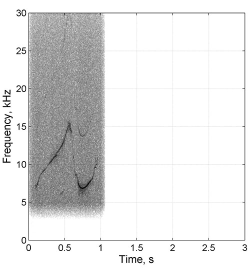 Dolphin F164 Spectrogram
