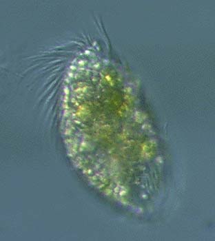 i99ciliate