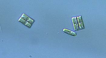 sL6478Kdiatom