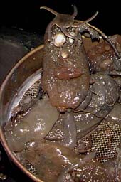 sieved
benthic animals