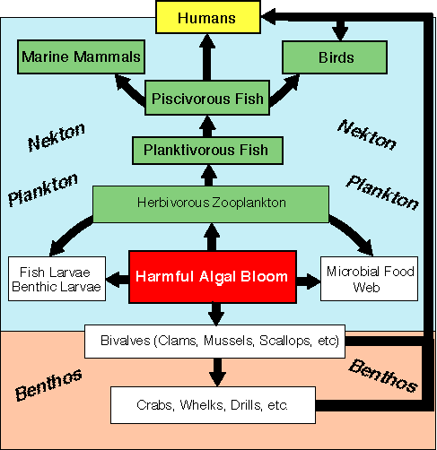 Transfer of Toxins through the Food Web