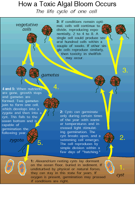 Formation of a Bloom