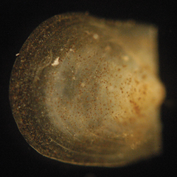 Bathypecten vulcani juvenile