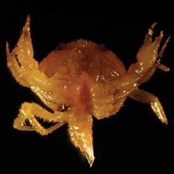 Bythograea thermydron megalopa bottom