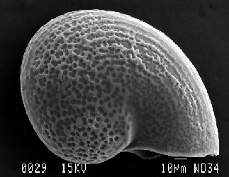 Clypeosectus delectus SEM