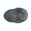 Eulepetopsis vitrea