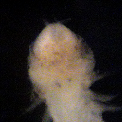 Glycera sp. antennae