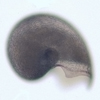 Gorgoleptis emarginatus