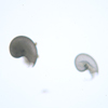 Gorgoleptis emarginatus and G. spiralis